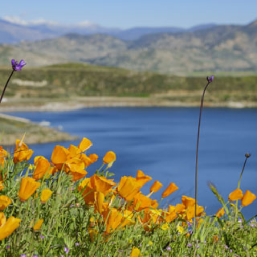 Diamond Valley Lake Hemet, California Poppies